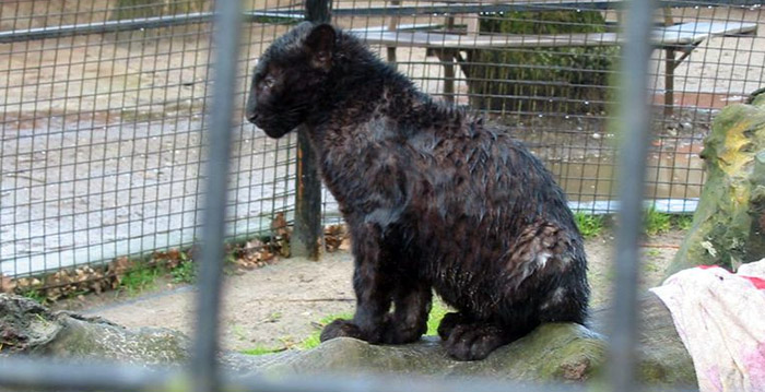 Minister grijpt in: Belgische dierentuin moet onmiddellijk sluiten