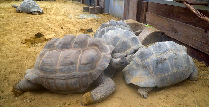 Ouwehands Dierenpark presenteert nieuw verblijf voor tientallen reuzenschildpadden