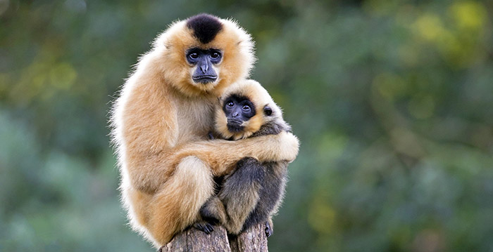 Reorganisatie bij Artis: tientallen medewerkers worden ontslagen