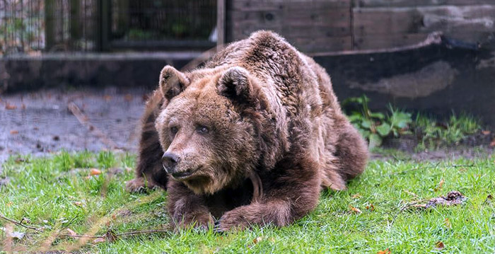Beer doodgeschoten na ontsnapping in dierentuin