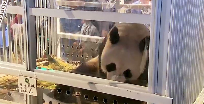 Nederland verwelkomt reuzenpanda's uit China