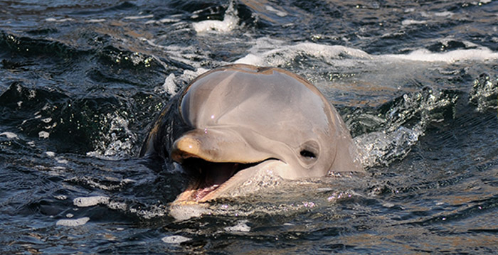 Dierenactivisten blij met lagere bezoekersaantallen Dolfinarium