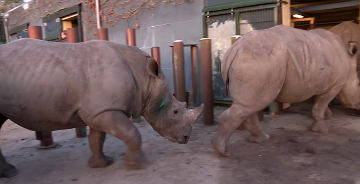 Dumpert kijkt achter de schermen bij Safaripark Beekse Bergen