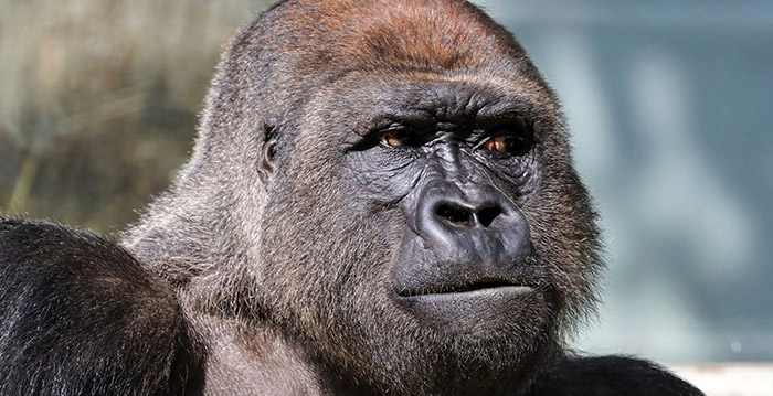 Nederlandse dierentuinen kiezen bij nader inzien tóch massaal voor volledige sluiting