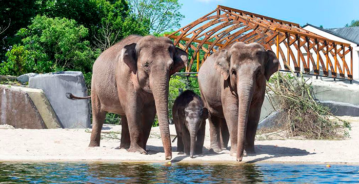 Artis opent nieuw verblijf voor olifanten