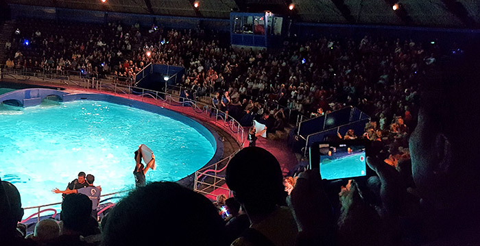Dierenactivisten verstoren dolfijnenshow in Dolfinarium Harderwijk