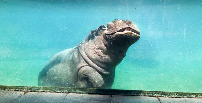 Bezoekersrecord voor best bezochte dierentuin van de Benelux in 2019