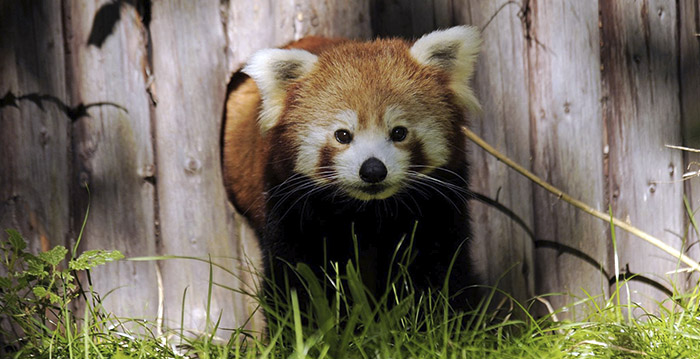 Drie leeuwtjes en een rode panda dood in Blijdorp