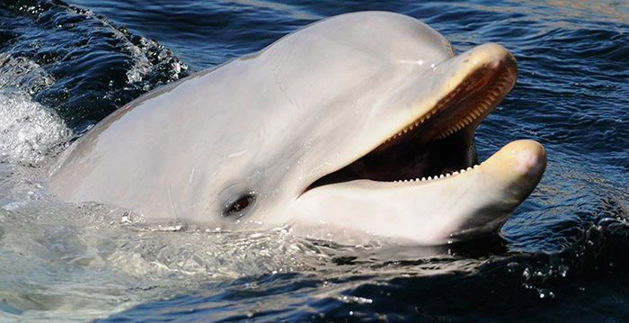 Is kritiek op Dolfinarium terecht? 'Er zijn dieren die het slechter hebben'