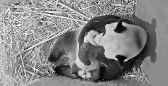 Ouwehands Dierenpark vernoemt pandajong naar Vincent van Gogh