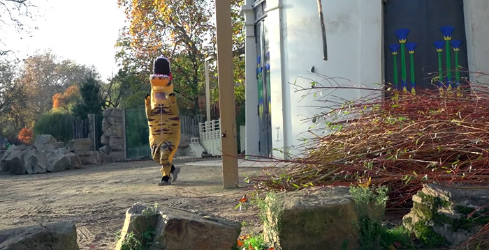 Youtuber klimt in dierenverblijf Zoo Antwerpen