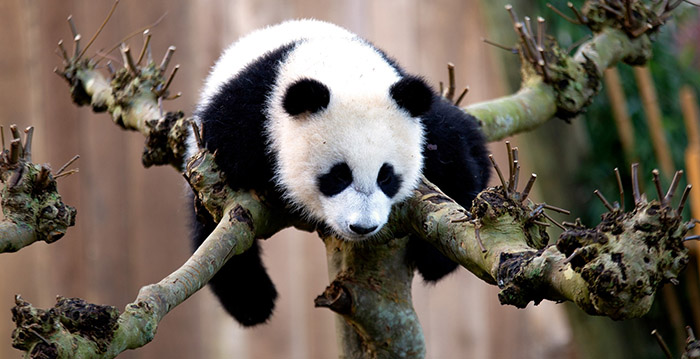 Ouwehands Dierenpark: ruim 40 procent minder bezoekers in 2020