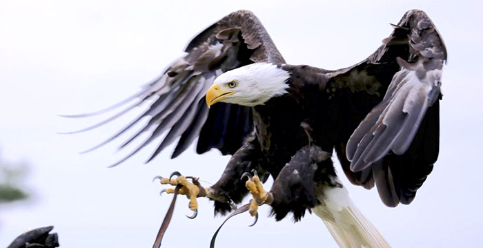 Meeuwen jagen roofvogel Beekse Bergen weg