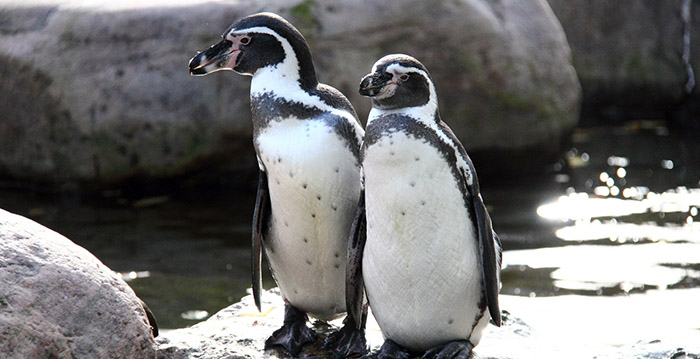 Financiële problemen bij Duitse dierentuin: 'Misschien dieren aan elkaar voeren'