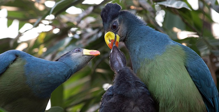 Dierentuinen en pretparken houden vogels binnen vanwege vogelgriep