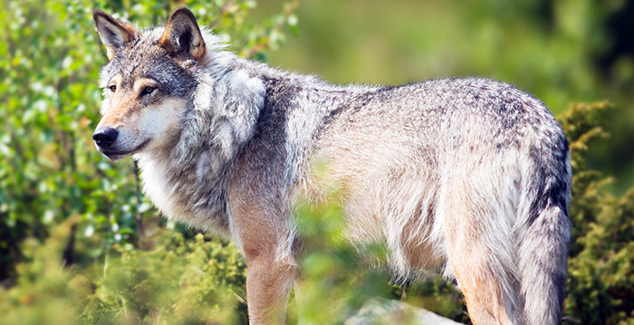 DierenPark Amersfoort laat wolven inslapen