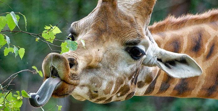Giraffenverzorger DierenPark Amersfoort misbruikte jongens