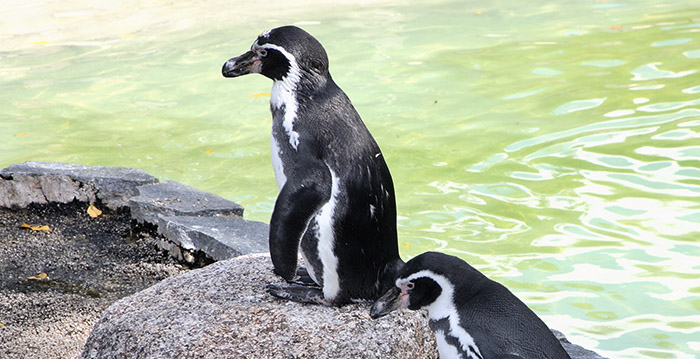 Dierentuin in rouw: gestolen pinguïn dood gevonden
