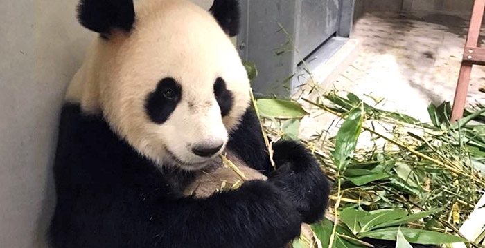 Ouwehands Dierenpark onthult wanneer panda's te zien zijn