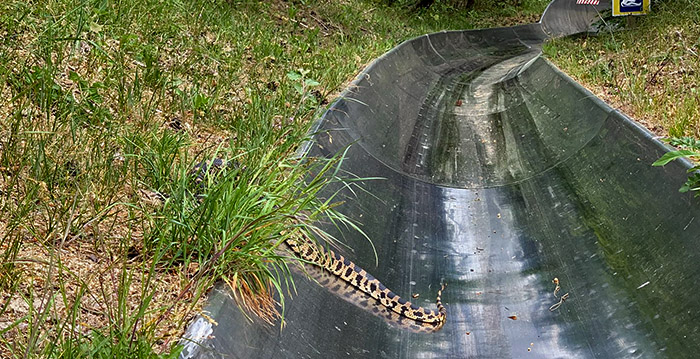 Bezoekers Duinrell treffen wilde slang aan op Rodelbaan