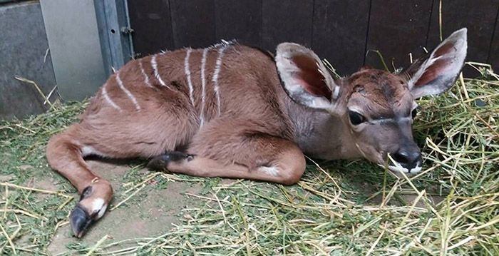 Verwarde man stichtte brand in Safaripark Beekse Bergen, denkt politie