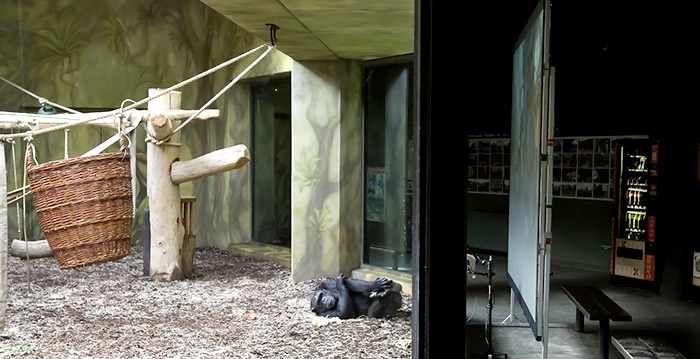 Twee dierentuinen laten chimpansees met elkaar zoomen