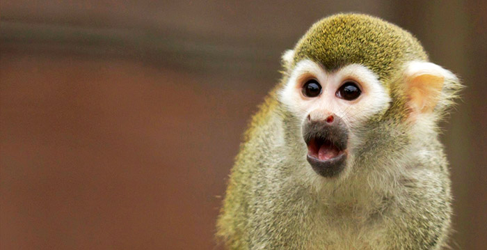 Brabants dierenpark dankzij donaties gered van de ondergang