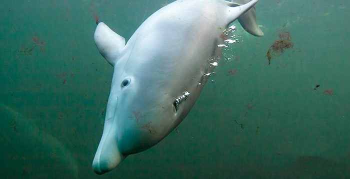Dolfinarium doet geen aangifte tegen oud-directeur na fraudeonderzoek