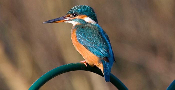 Spot ze allemaal: 92 verschillende vogelsoorten in de Efteling