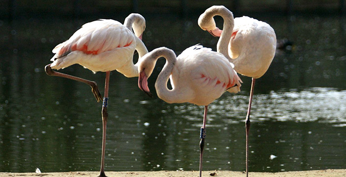 Weer dierenpark in de problemen: 'Over twee weken is het geld op'