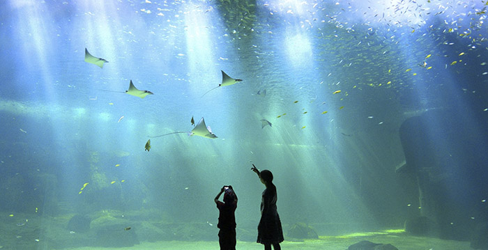 Dit is het grootste aquarium van Europa