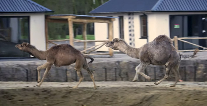 Dieren verkennen nieuwe savanne in Safaripark Beekse Bergen