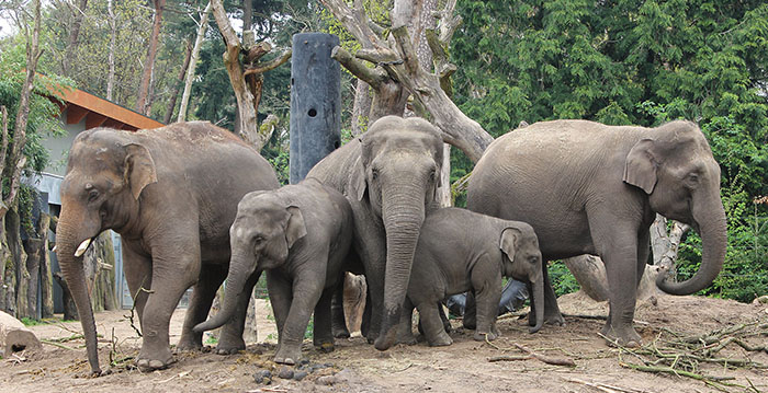 Dierentuin stuurt sms'je als olifantje is geboren