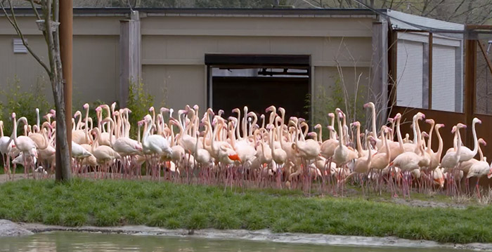 GaiaZoo herstelt schade: flamingo's mogen weer naar buiten