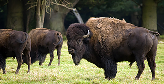 Bizon valt bezoeker aan in Deens safaripark