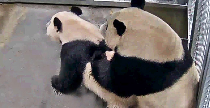 Bijzonder: panda's in Ouwehands Dierenpark paren voor het eerst