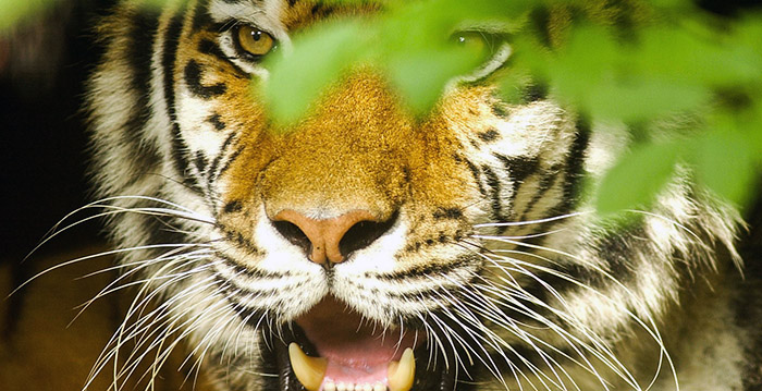 Vrouw (61) breekt rug door val in dierentuin en eist 100.000 euro