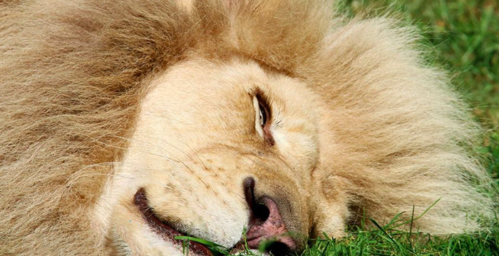 Dierentuinen sluiten poorten vanwege storm