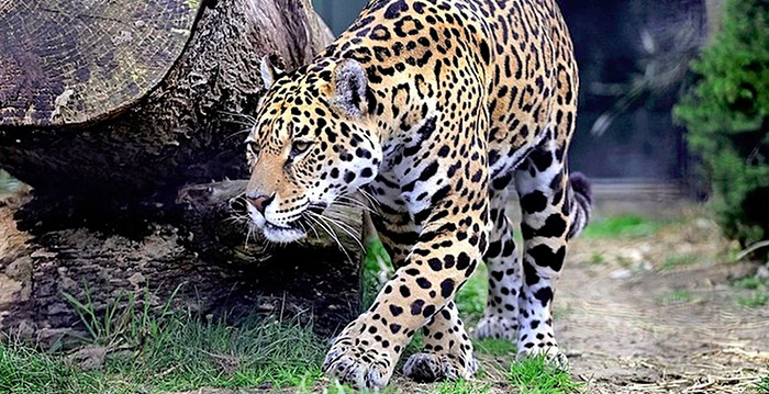 Artis verwelkomt jaguars in nieuw verblijf met rotspartijen en watervallen