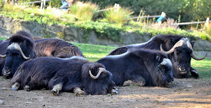 Limburgse dierentuin neemt afscheid van muskusossen: te warm in Nederland