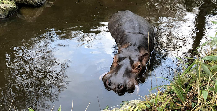 Door activisten overgenomen dierentuin failliet verklaard