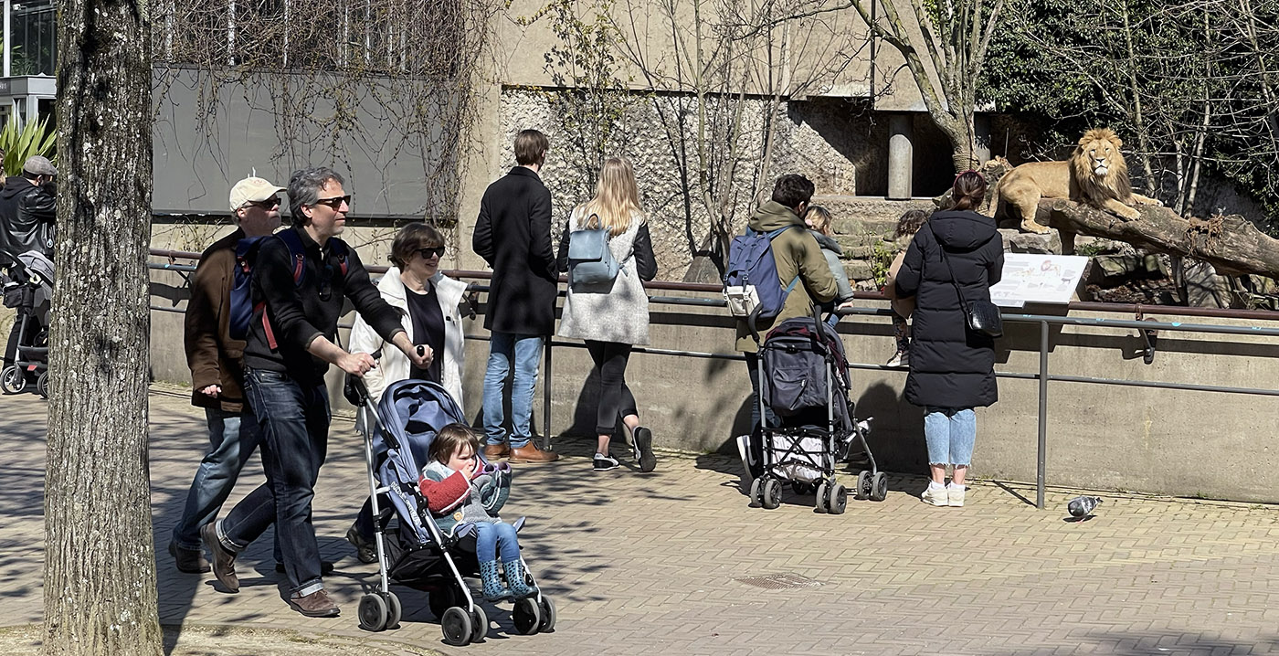 Foto's: voor het eerst in vier maanden lopen er weer bezoekers door Artis