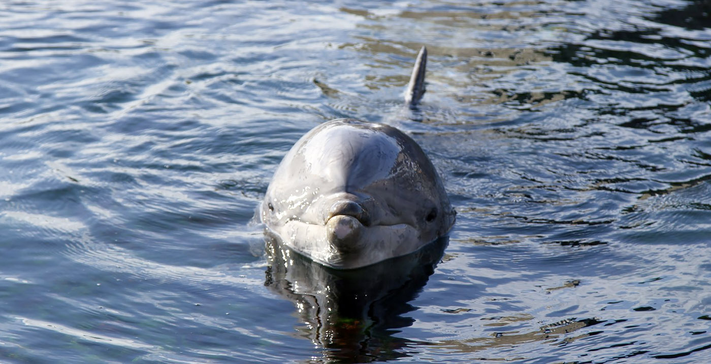 Kamervragen over verplaatsing van twaalf Dolfinarium-dieren naar China