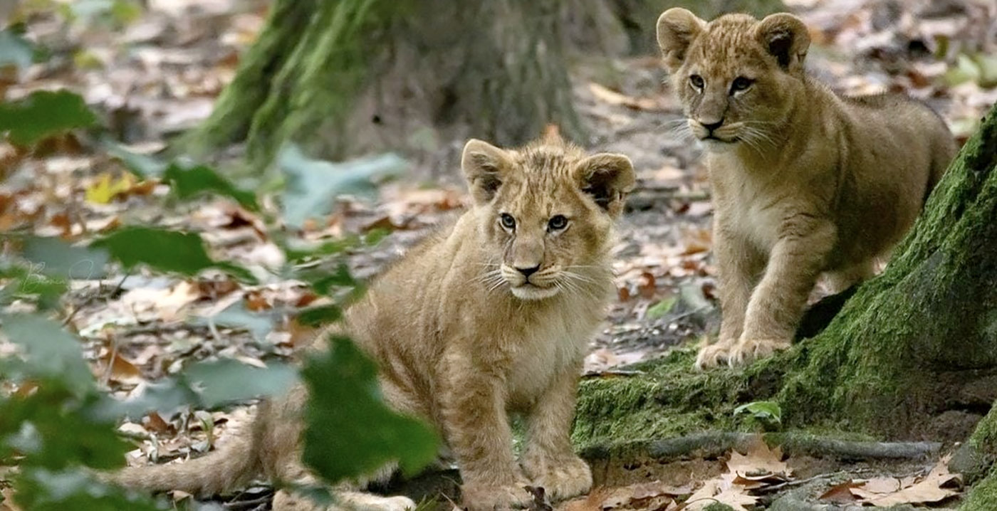 Burgers' Zoo moet overdekte gebieden gesloten houden: entreeprijs omlaag