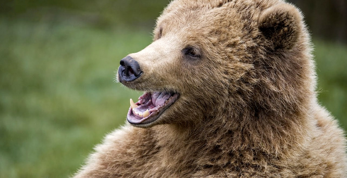 Ontsnapte beren doodgeschoten in Britse dierentuin