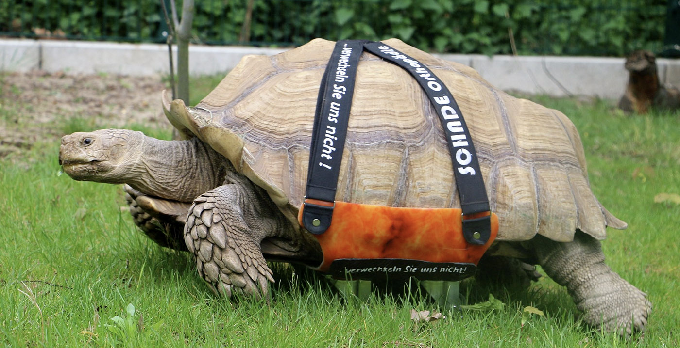 Schildpad met gewrichtsontsteking kan weer bewegen dankzij skateboard