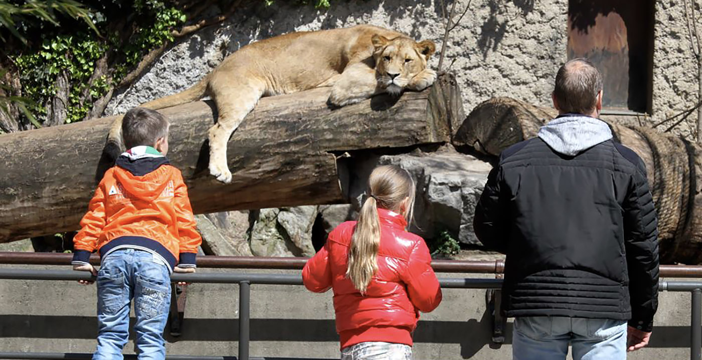 Leeuwen blijven definitief in Artis: particulieren schenken nieuw verblijf