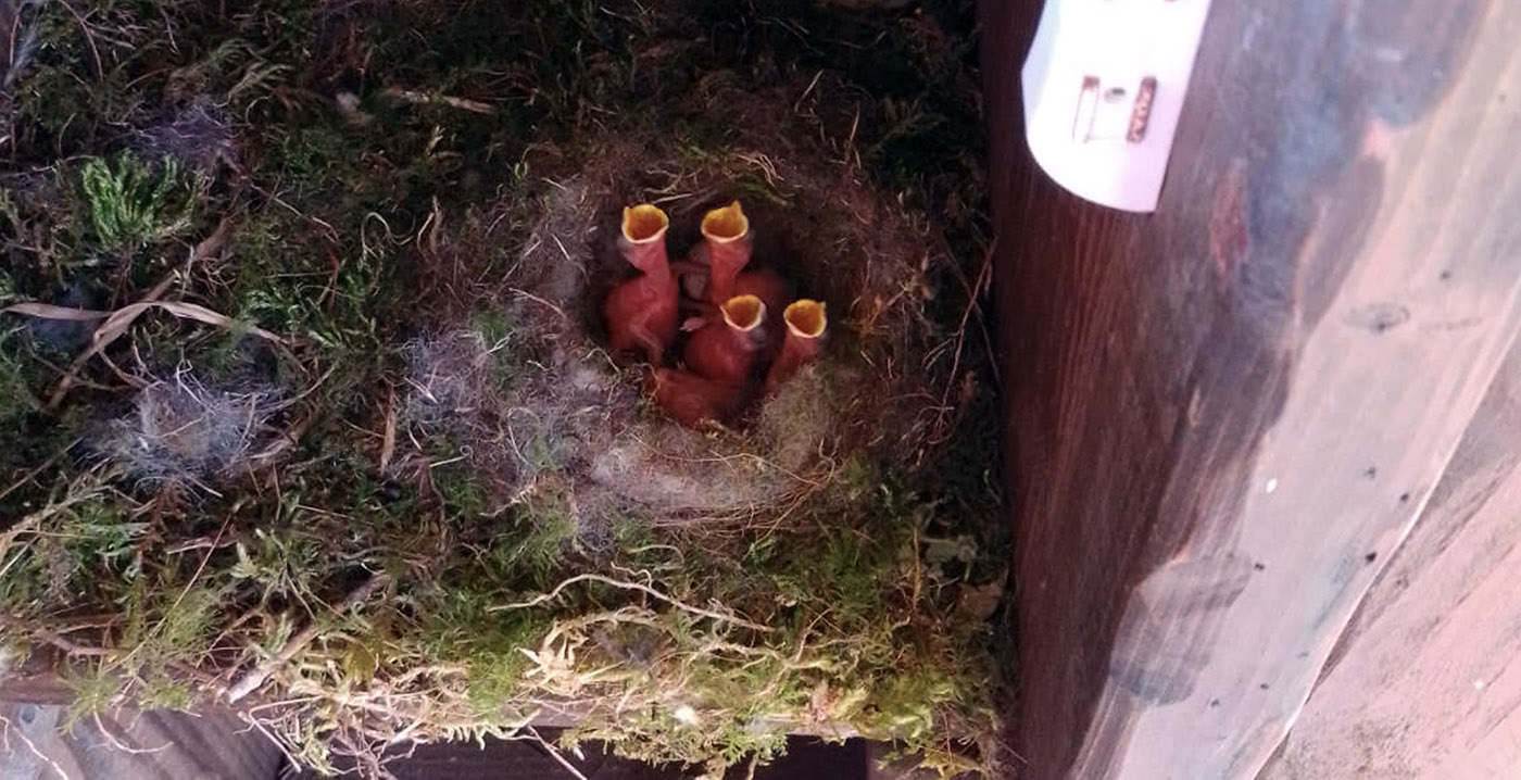 Bijzonder: vogelnestje bij kaartcontrole Toverland