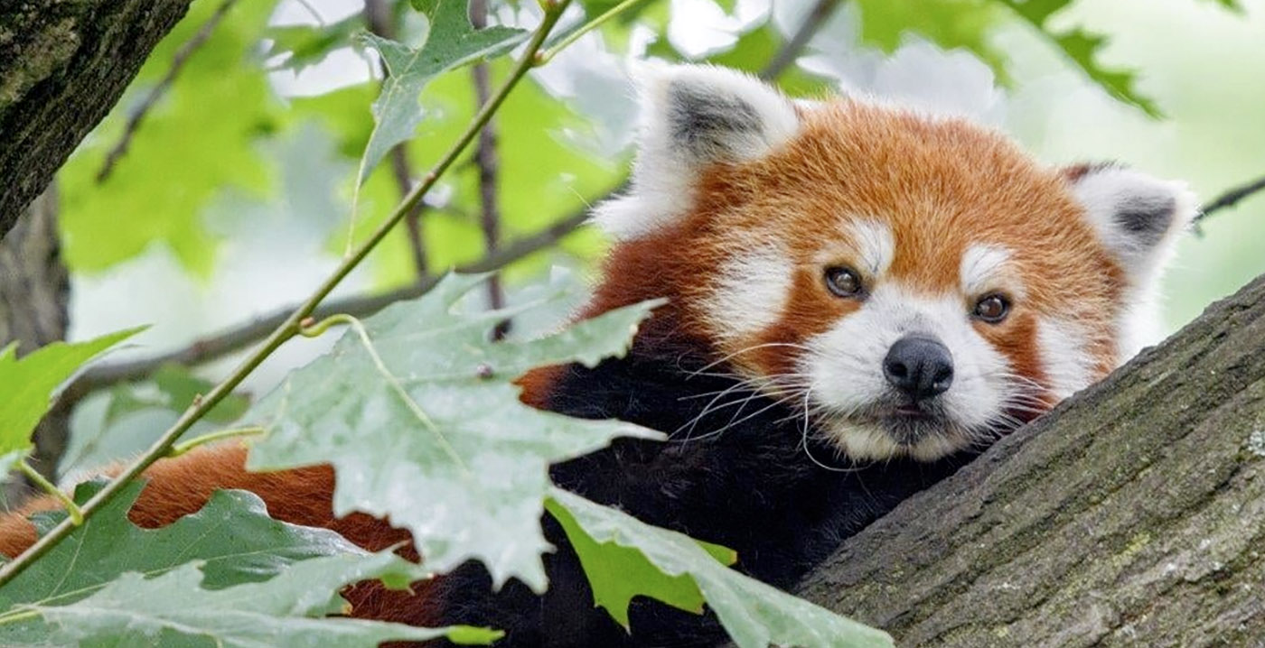 Rode panda vermist in Duitse dierentuin