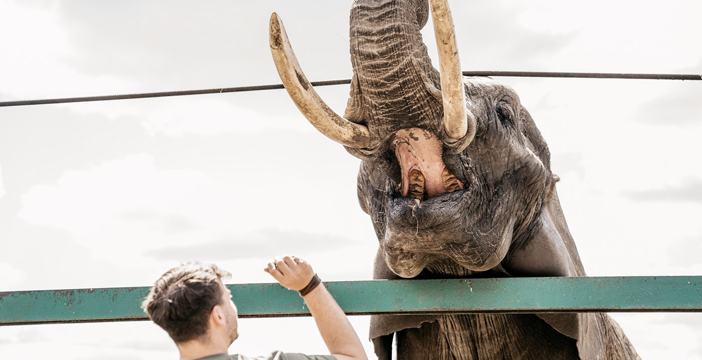 Duits dierenpark geeft gratis kaartje weg bij coronavaccinatie